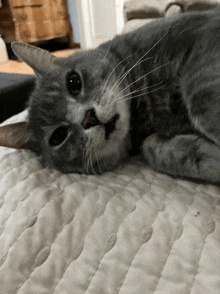 a gray cat is laying on a white quilt