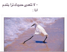 a picture of a bird on a beach with arabic writing