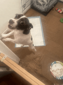 a black and white dog standing on its hind legs