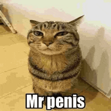 a cat is standing on its hind legs and looking at the camera with the words `` mr penis '' written next to it .