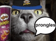 a cat wearing a hat and a can of pringles bbq chips