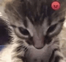 a close up of a cat 's face with an angry face on its head .