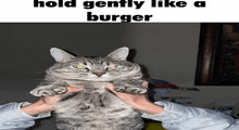 a cat being held in someone 's hands with the caption " hold gently like a burger "