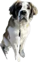 a brown and white dog on a leash looks up at the camera