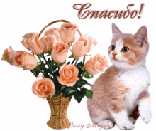 a kitten sits next to a basket of roses and says " cmacubo " on the bottom