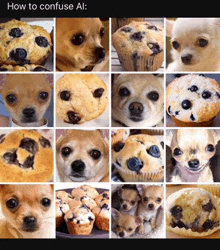 a collage of pictures of dogs and muffins with the words how to confuse al