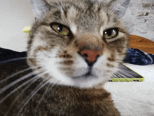 a close up of a cat 's face with a tablet behind it