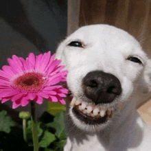 a white dog is smiling while holding a pink flower