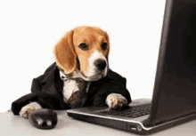 a dog dressed in a suit and tie is laying on a laptop computer .