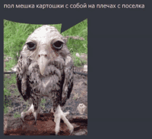 a picture of a bird with a speech bubble above it in russian