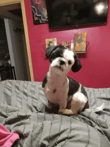 a black and white dog sitting on a bed