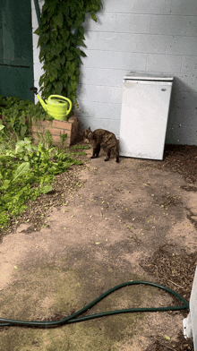 a cat standing next to a watering can and a hose