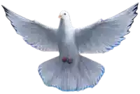 a white pigeon with blue feathers is flying with its wings spread