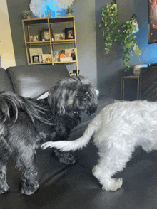 two small dogs are playing on a couch in front of a sign that says love