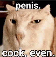 a cat with the words penis cock even written on it