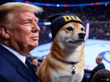 a dog wearing a beanie that says dea stands next to donald trump