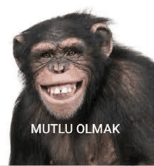 a chimpanzee is smiling in front of a white background and the words `` mutlu olmak '' are above it .