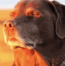 a close up of a dog 's face with a painting effect