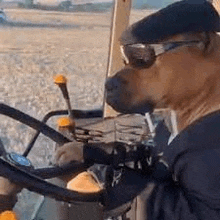 a dog is driving a tractor with a man in a hat and sunglasses .