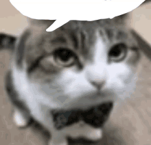 a cat wearing a bow tie has a speech bubble above it