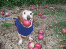 a dog in a blue shirt is holding a red apple in its mouth