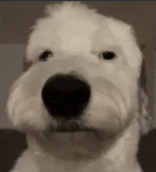 a close up of a white dog looking at the camera .