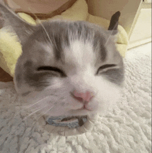 a gray and white cat is sleeping on a white carpet