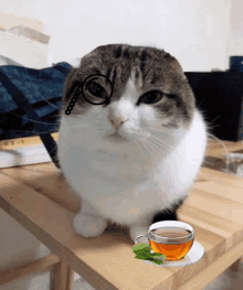 a cat with glasses and a cup of tea on a saucer