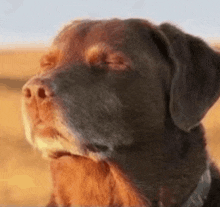 a close up of a brown and black dog with its eyes closed in a field .