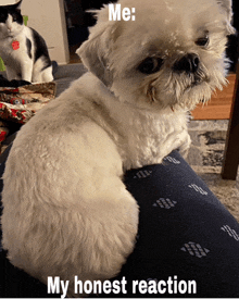 a small white dog is sitting on a person 's lap with a cat in the background and a caption that reads me my honest reaction