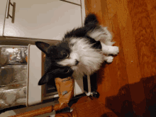 a black and white cat is looking out of a drawer that says organic on it