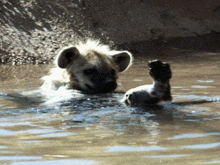 a hyena swimming in a body of water with its paw up