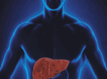 a computer generated image of a man 's liver and stomach .