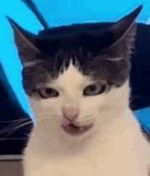 a close up of a gray and white cat with its mouth open looking at the camera .