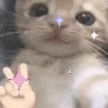 a close up of a cat 's face with a purple star on its nose