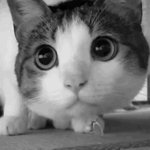 a close up of a cat with big eyes