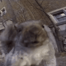 a close up of a squirrel 's face with a brick building in the background and the word squirrel visible