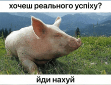 a pig is laying in the grass with mountains in the background and the question " хочеш реального успіху "