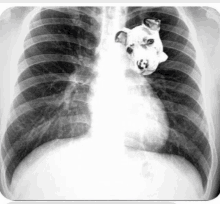 a black and white x-ray of a person 's chest with a dog sticking its head out of it .