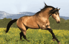 a brown horse is running through a field of flowers