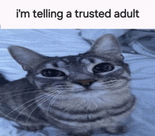 a cat laying on a bed with the caption " i 'm telling a trusted adult "