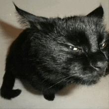 a close up of a black cat 's face with a serious look on its face