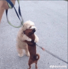 a person is walking two dogs on a leash .