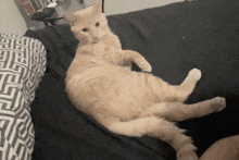 an orange cat laying on a black couch with a black and white pillow