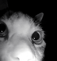 a close up of a cat 's face in the dark with big eyes .