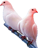 two white pigeons perched on a branch with red claws