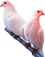 two white pigeons perched on a branch with red claws