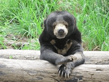 a bear is sitting on a log in the grass .