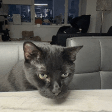 a gray cat is sitting on a white couch in a living room