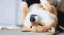 a brown and white dog is laying on its back on the floor .